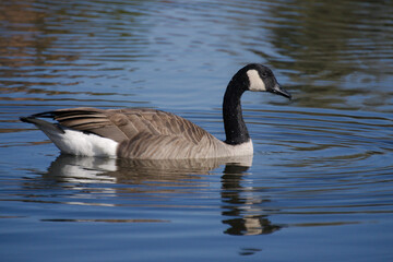 Canadian goose swimming