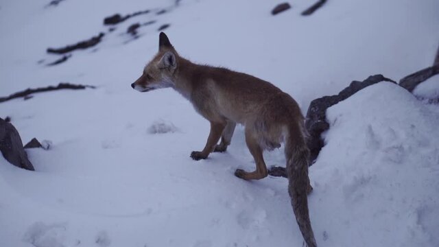 Wild red fox looking for food, coming close on a cold winter day. Clip. Beautiful animal, young fox on a winter snowy mountain slope.