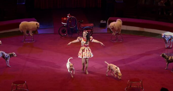 Footage of a circus show with a lot of dogs, dalmatians are walking on stage, 4k