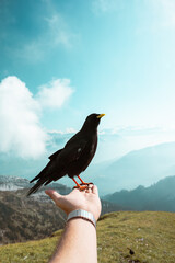 Bird sitting on human hand