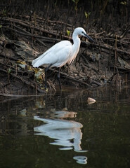 reflection of long beak black siberian crane in water standing for hunting fish with marshy land in background