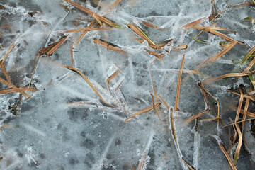 Dried Grass Trapped in the Ice. Dead grass on the pond edge frozen in time.