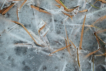 Dried Grass Trapped in the Ice. Dead grass on the pond edge frozen in time.