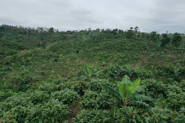 Fototapeta na wymiar Aerial footage of a cacao plantation intercropped with bananatrees