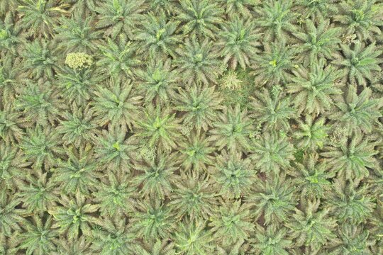 Aerial Top Down View Of A Palm Oil Plantation In Ecuador, South America