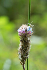 grasshopper lay down on top 