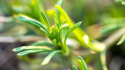 Galium aparine cleavers, clivers, goosegrass, catchweed, stickyweed, robin-run-the-hedge, sticky willy, sticky willow, stickyjack, stickeljack, and grip grass close-up In the spring
