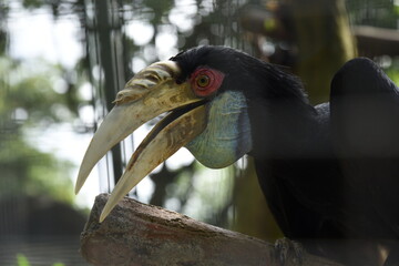 The wreathed hornbill, Rhyticeros undulatus, also known as the bar-pouched wreathed hornbill, is a species of hornbill found in Borneo forests