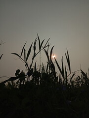 grass and sunset