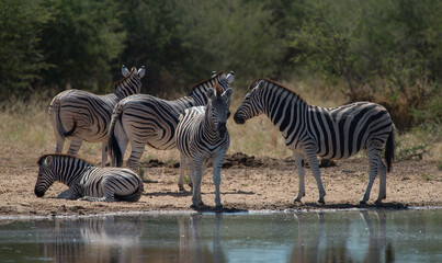 Fototapeta na wymiar zebras spotted at watering hole on jeep safari in Namibia Africa one zebra lying down zebra herd 