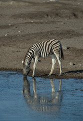 Fototapeta na wymiar Zebra baby or drinking at watering hole wth stripes reflected in water spotted while on jeep safari on family adventure holiday in Etosha national Wildlife and Game Preserve on Namibia Africa