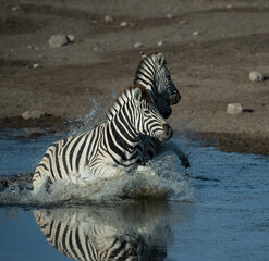 Fototapeta na wymiar Zebras running through watering hole spotted while on jeep safari on family adventure holiday in Namibia Africa in Etosha National Game and Wildlife animal preservation and conservation area