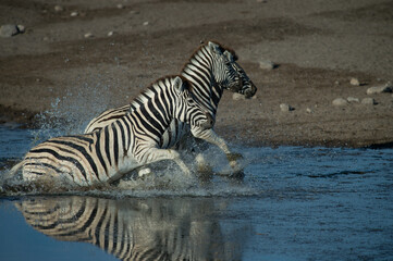 Fototapeta na wymiar Zebras running through watering hole spotted while on jeep safari on family adventure holiday in Namibia Africa in Etosha National Game and Wildlife animal preservation and conservation area