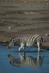 Fototapeta na wymiar Zebra animal drinking water from watering hole stripes reflected in pond spotted while on jeep safari on family adventure holiday in Namibia Africa in Etosha Wildlife and Game preserve conservation 