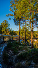 train going through the woods