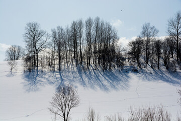 冬の雑木林と青空
