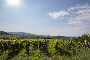 Fototapeta na wymiar Vineyard made of rows of grape trees producing Chardonnay, on a hill during a sunny afternoon, taken in Fruska Gora mountain in Serbia, in a chateau producing white wine