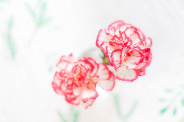 テーブルの上のカーネーション