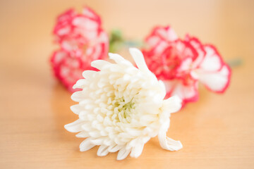 Obraz na płótnie Canvas 白い菊と赤いカーネーション