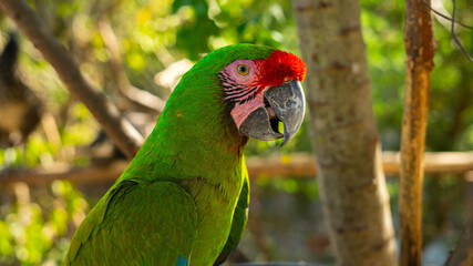 red and green macaw