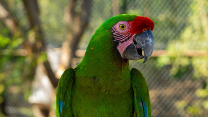 red and green macaw