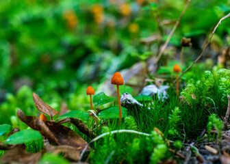 Mushrooms growing on the forest floor