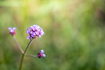 Obraz premium The background image of the colorful flowers