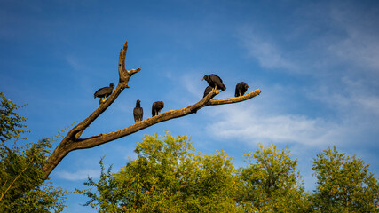 branches against blue sky