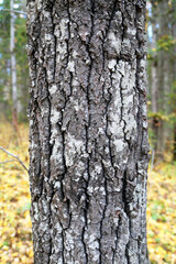 Pattern or texture of natural tree bark. Textured dry surface close-up. Relief texture of tree bark.