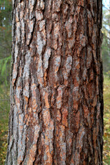 Fototapeta premium Pattern or texture of natural tree bark. Textured dry surface close-up. Relief texture of tree bark.