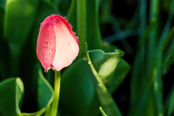 Lonely tender pink tulip on the green meadow. Dewy spring flowers. Background for Valentine card