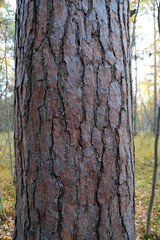 Obraz premium Pattern or texture of natural tree bark. Textured dry surface close-up. Relief texture of tree bark.