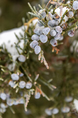 snowy bush with berries