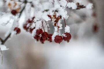 red berries covered with snow