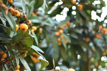 Ameixa Amarela