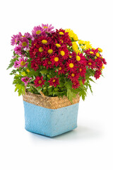 colorful chrysanthemum in flower basket