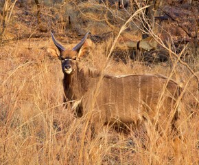 Nyala standing in the bush in south Africa.  