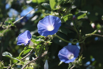 flower morning glory blue, purple, violet