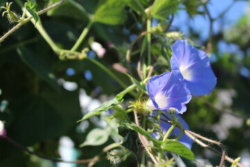 morning glory flower blue purple violet