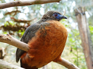 Close up of the Sickle-wing turkey (Chamaepetes goudotii). Wild bird with long tail, chestnut belly, blue facial skin, perched on branch. South America. Inhabits in Andes from Colombia till Bolivia
