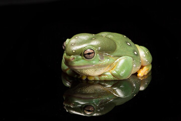 Green tree frog isolated on black background with full reflection 