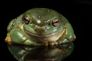 Green tree frog isolated on black background with full reflection 