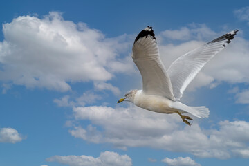 Obraz premium Seagull in flight