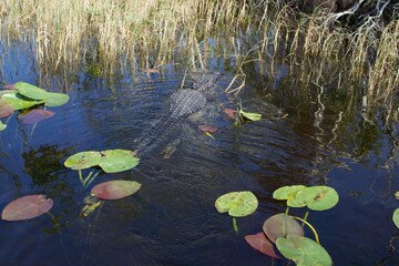 American Crocodile swimming in a swamp, Everglades National Park, Florida, USA