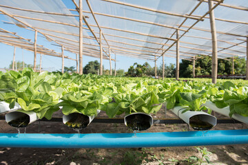 Green oak lettuce ,hydroponic vegetable in greenhouse garden nursery farm. Organic vegetable farm and healthy food concept