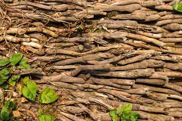Tree root background texture backdrop