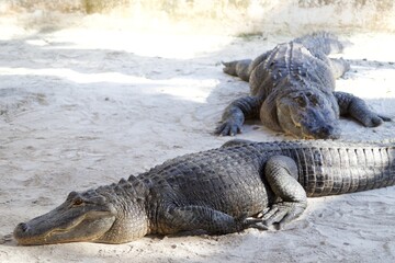 American Crocodiles resting, Everglades National Park, Florida, USA