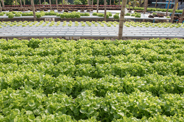 rows of lettuce in a greenhouse