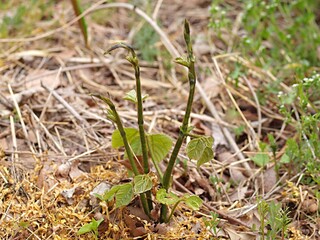 クズの新芽