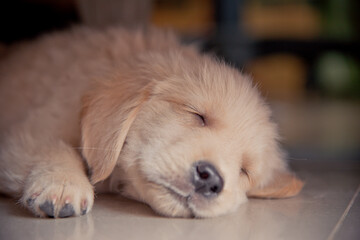 Beautiful puppy under table ,Portrait